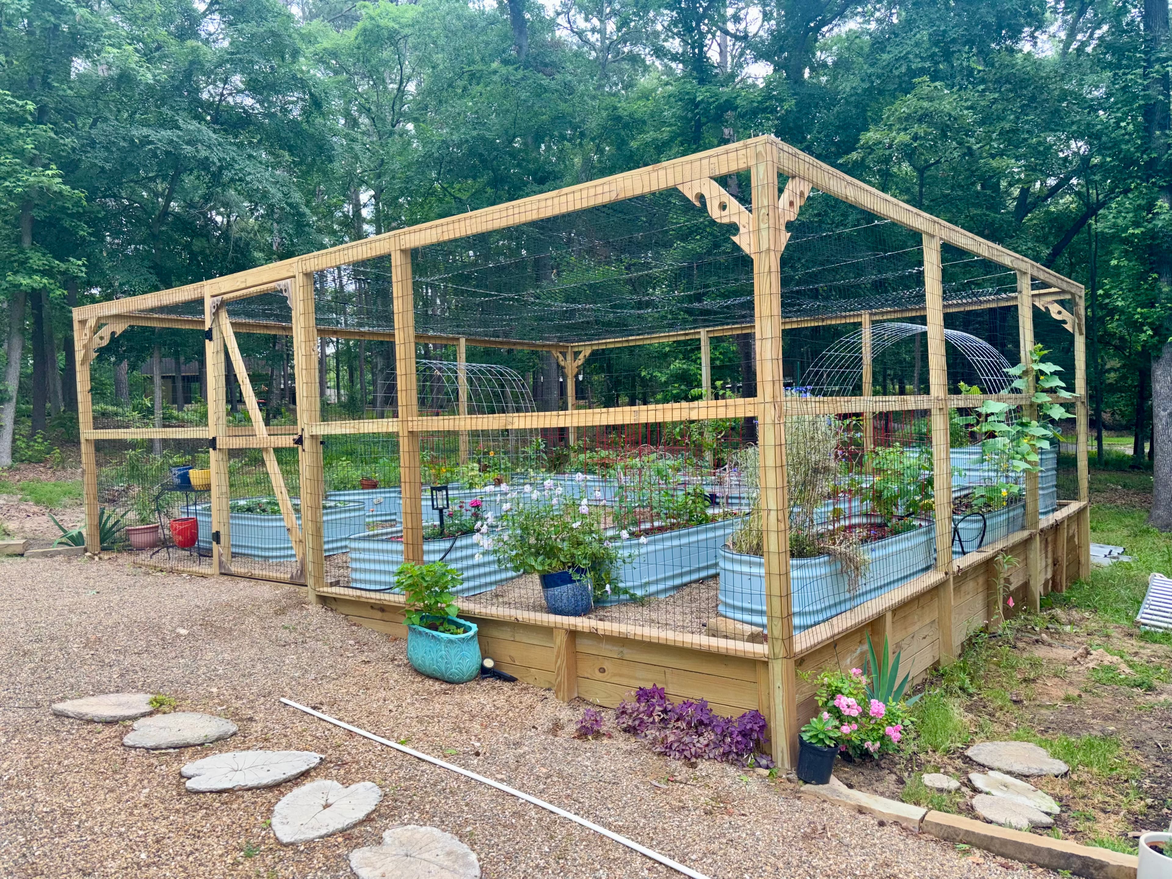 Large wooden-framed wire enclosure protecting several light blue corrugated metal raised garden beds.
